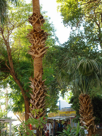 Foto Palmen - Aswan