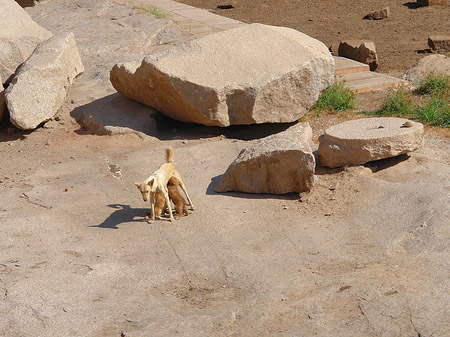 Hund Foto 