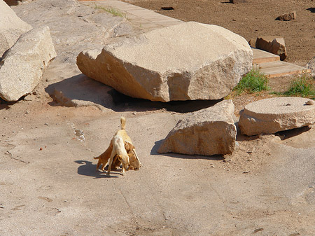 Fotos Hund | Aswan