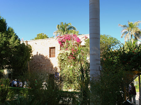 Foto Bäume - Aswan