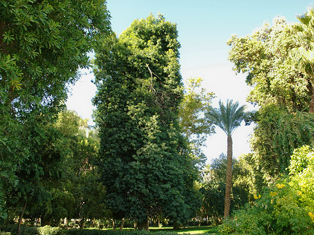 Foto Bäume - Aswan