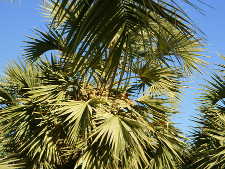 Foto Palmen - Aswan