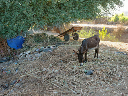 Foto Tiere - Luxor