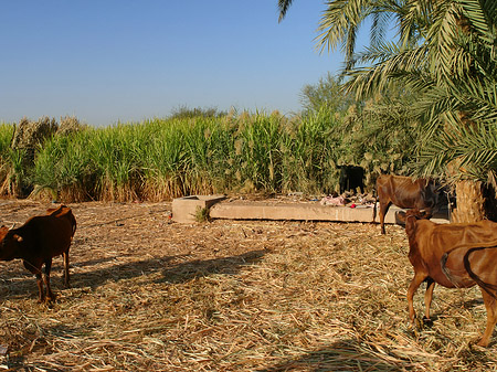 Fotos Tiere